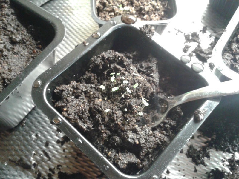 11 mars omplantering kryddor