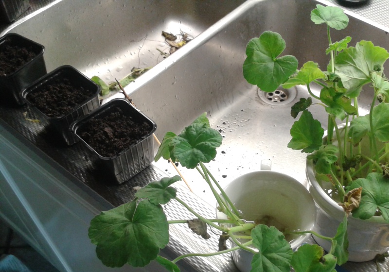 Krukor med jord, pelargonsticklingar i vatten. 13 mars omplantering 01