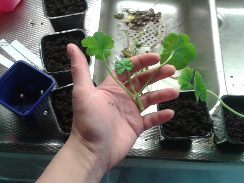 13 mars omplantering 02