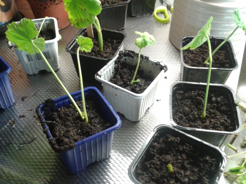 Pelargonsticklingar i små krukor med jord. 13 mars omplantering 03