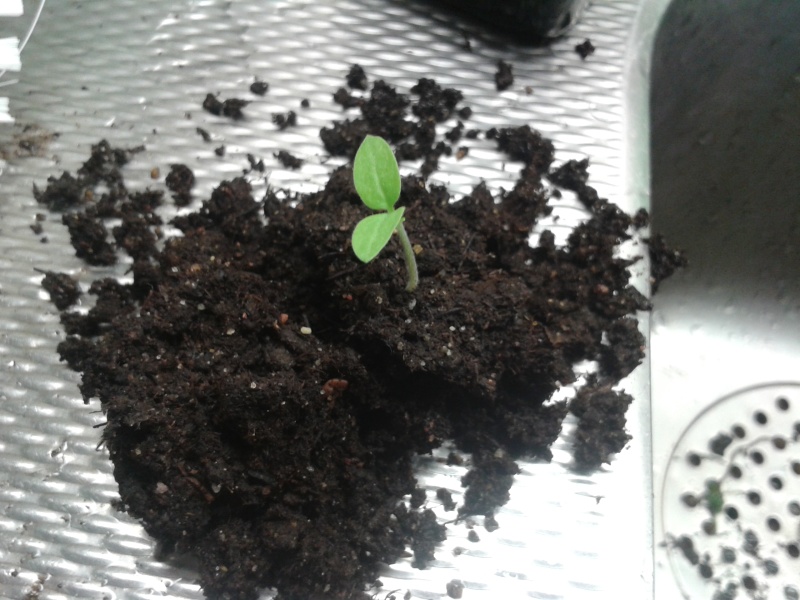 Späd tomatplanta i jord. 13 mars omplantering 05