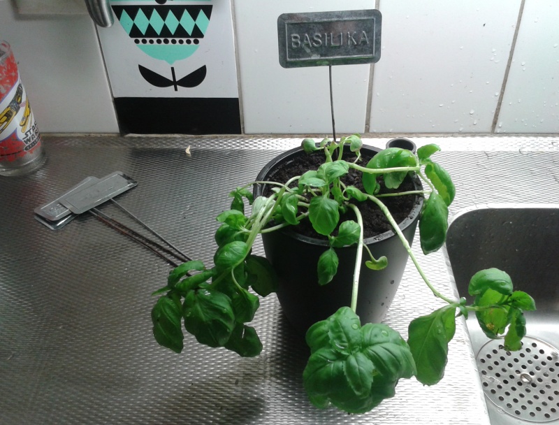 Basilika med skylt i kruka. 14 mars basilika 02