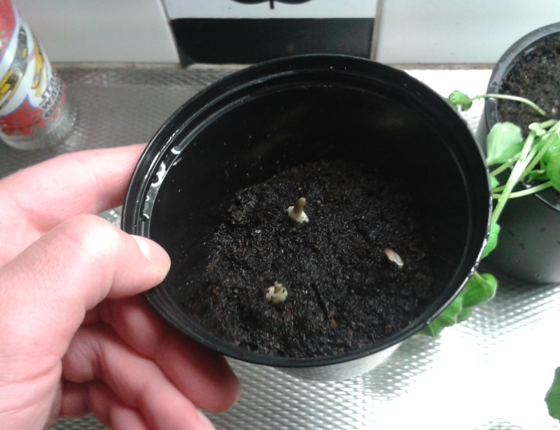 Vitlöksklyftor nerstuckna i kruka med jord. 14 mars vitlök