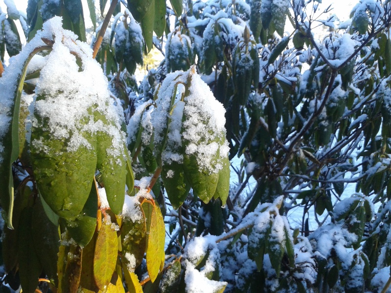 23 mars rhododendron
