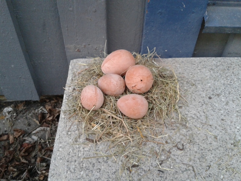 25 mars fågelbopynt