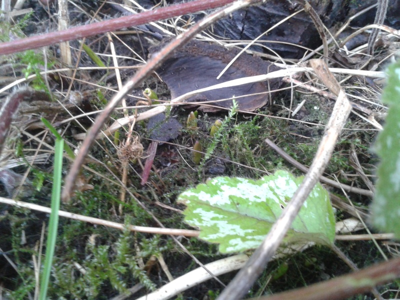 25 mars krokusknoppar