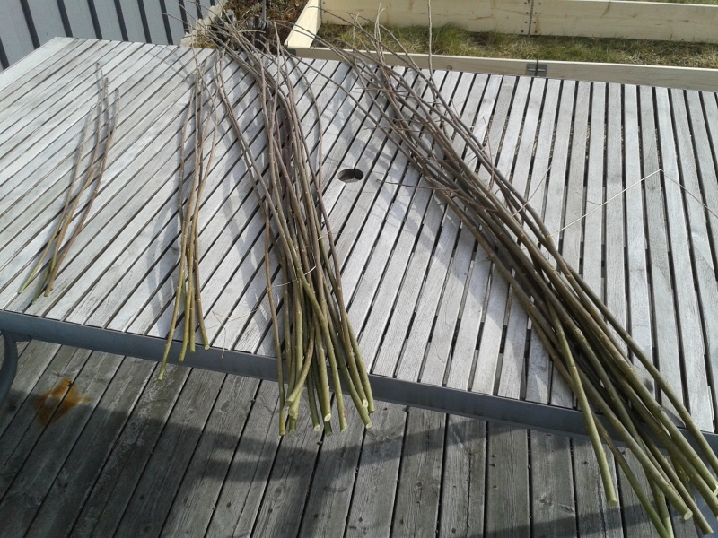 27 mars växtstöd 02