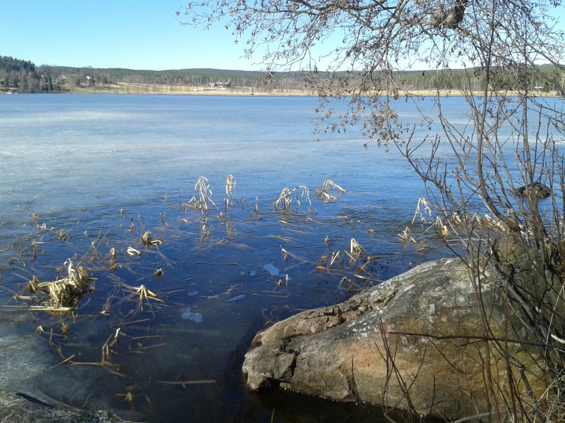 Hosjön. Nästan genomskinlig is, vissen vass, kala alar, solbelyst stenhäll. 1 april sjön