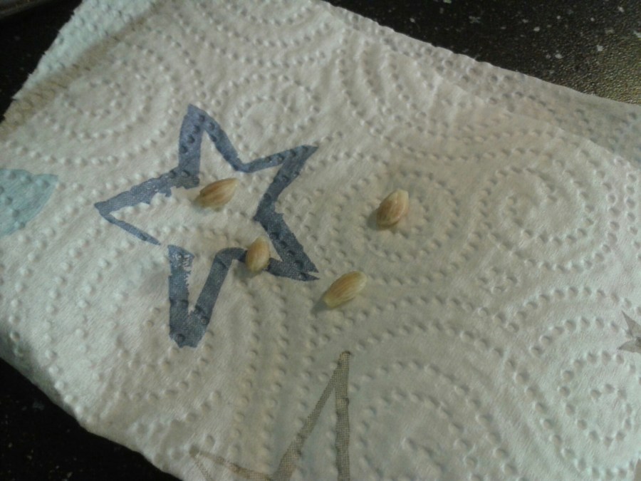 wp-1459538193841 image