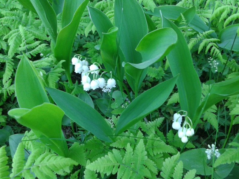 Liljekonvaljer med blommor bland ormbunkar. 31 maj