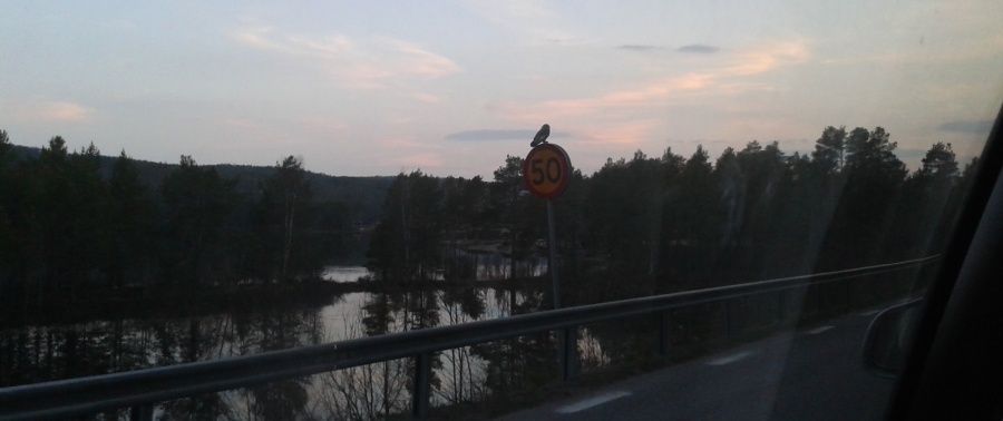 Spegelblank älv, träd, vägren och vägräcke, 50-skylt med en uggla på. 7 maj uggla