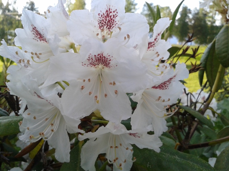 04 juni rhododendron vit