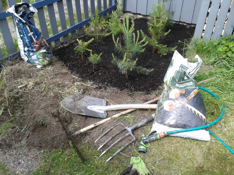 12 juni skogsplantering