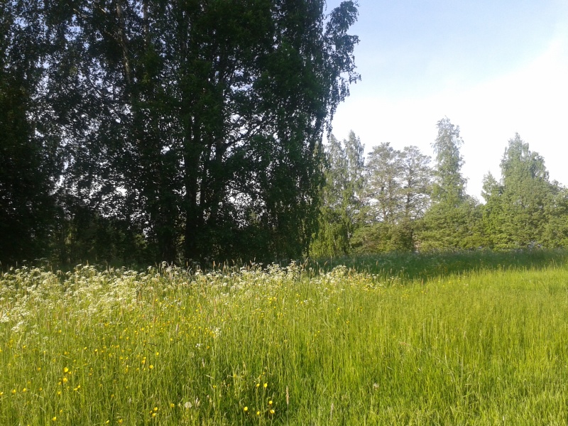 Björkar, solbelyst äng med smörblommor, timotej och hundkex, träd och buskar i bakgrunden, blå himmel. 2 juni 02