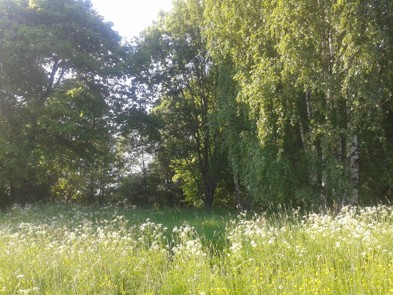 En lönn, några björkar, solbelyst äng med smörblommor, timotej och hundkex. 2 juni
