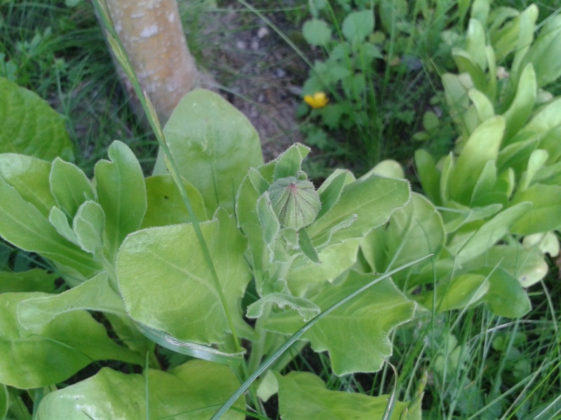 20 juli ringblommeknopp