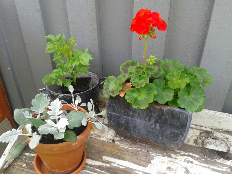 20160824 sommarlåtar 8