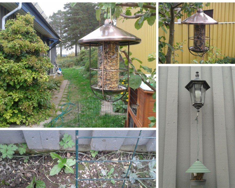 20160921-fagelmatare