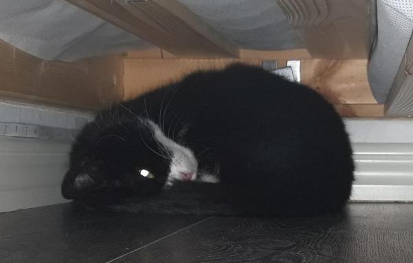 Trulza hoprullad under säng