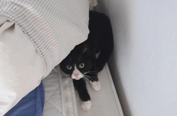 Trulza tittar upp under täcket