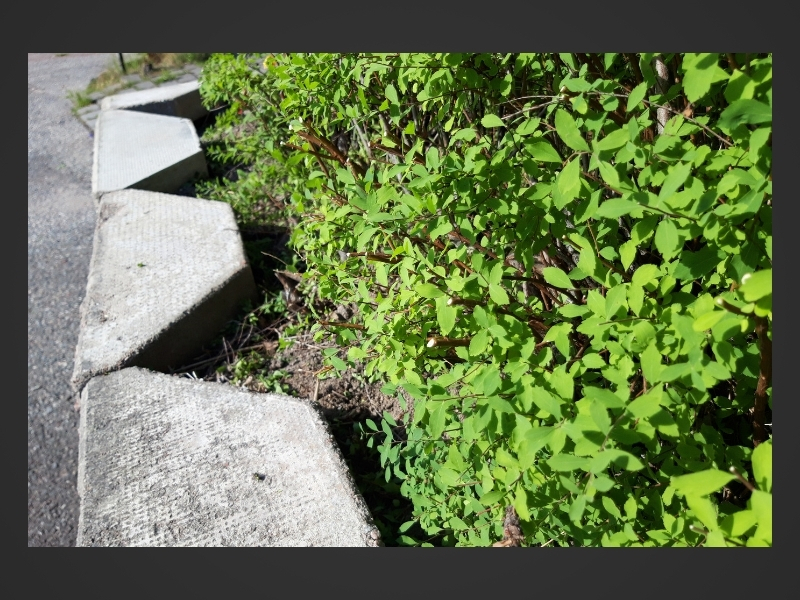 Klippt spireahäck omgärdad av låg mur av betongplattor.