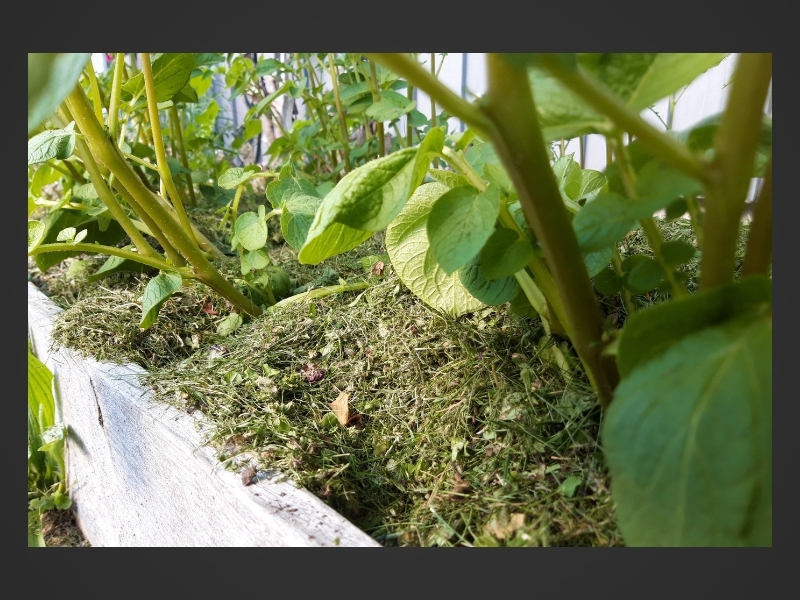 Potatisplantor i pallkrage med gräsklipp på.